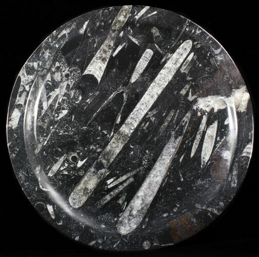 Fossil Orthoceras & Goniatite Plate - Stoneware #40423